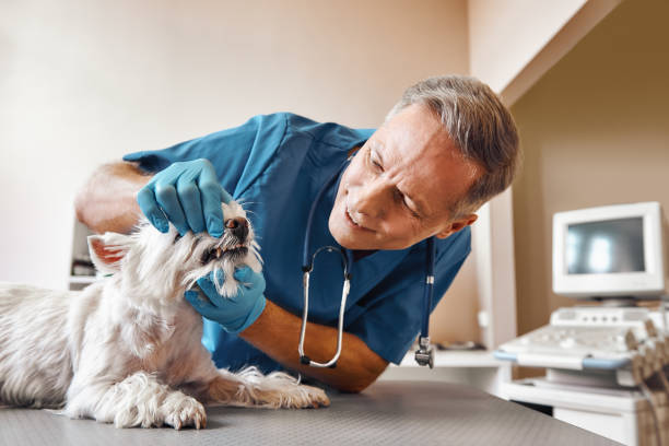 Best Weekend Emergency Dentist in Wagener, SC